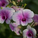 Dendrobium Yaya X Siriratina